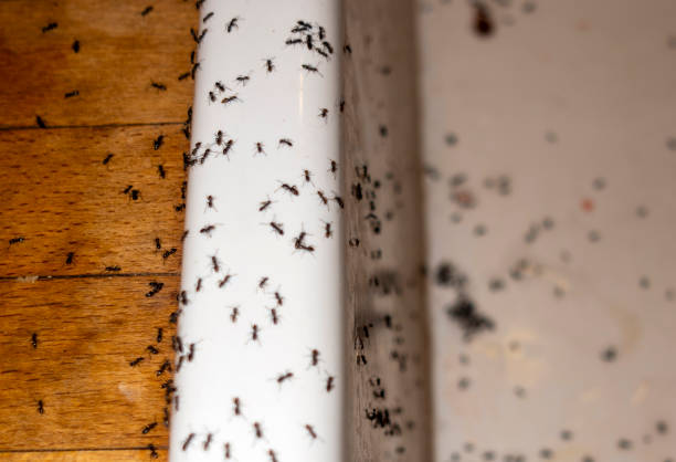 Best Best Pest Control Companies  in Mountain Lodge Park, NY