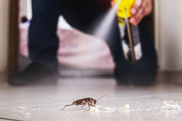 Best Local Pest Control Services  in Mountain Lodge Park, NY