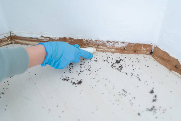Best Cockroach Control Services  in Mountain Lodge Park, NY